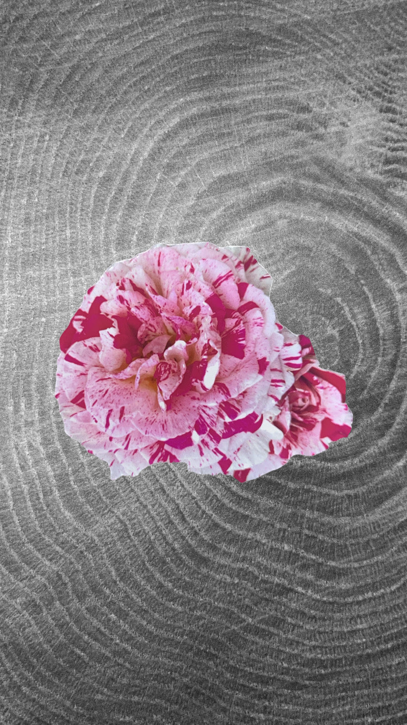 Rose Sticker