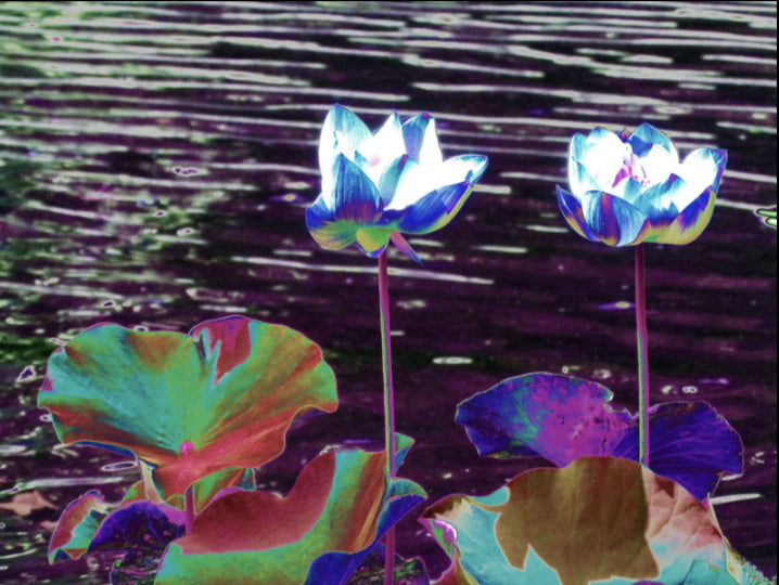 Lotus Twin
