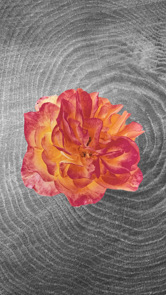Rose Sticker