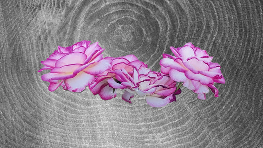 Rose Sticker