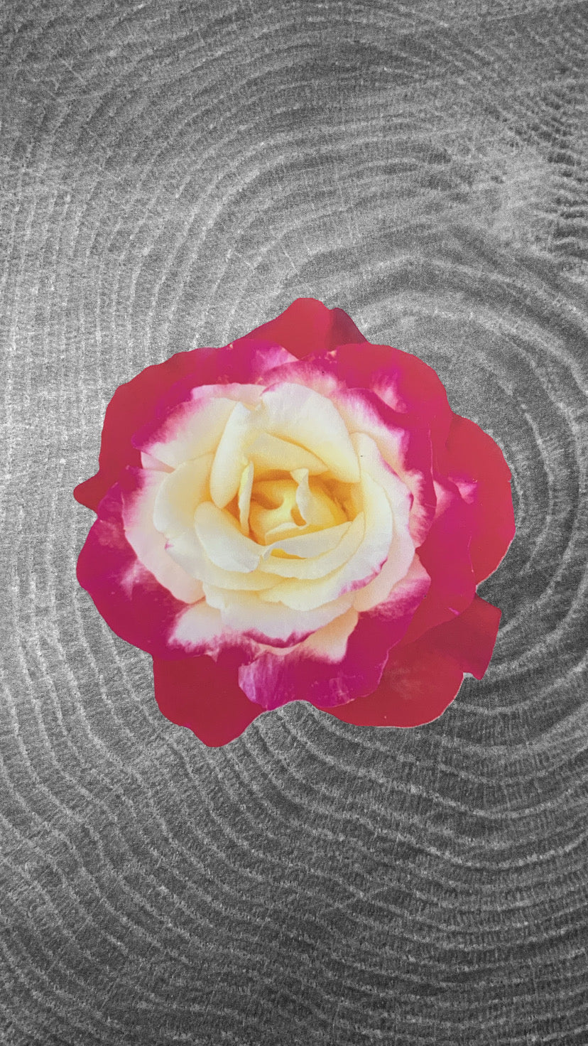 Rose Sticker