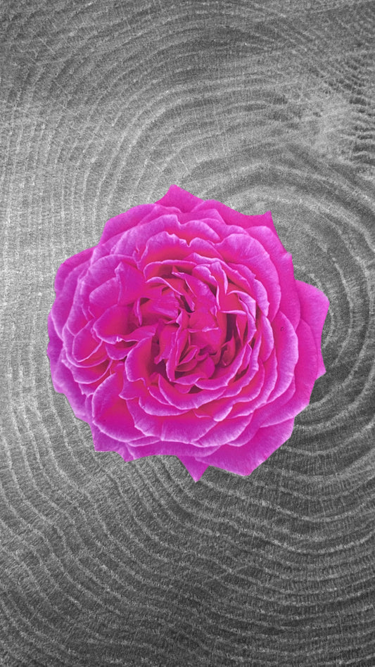 Rose Sticker
